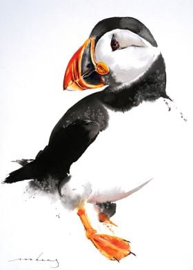 Puffin