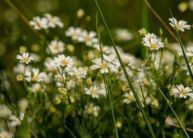 White flowers