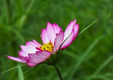 pink cosmos flower garden