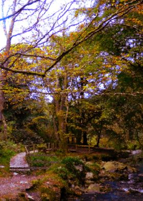 Autumn Woodland Scene