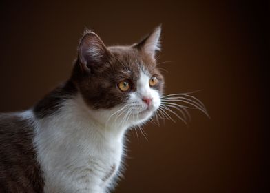 British Shorthair Cat