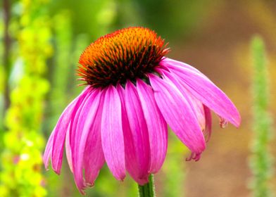 pink coneflower flower