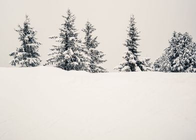 Fir Trees in Snow