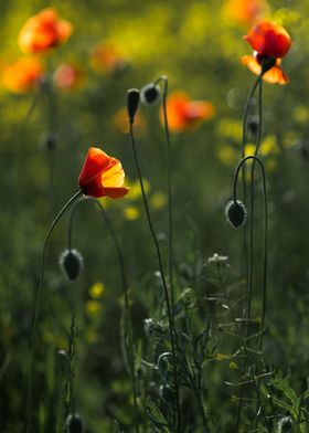 Flowering poppy field