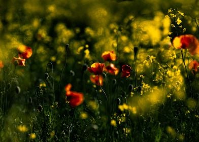 Flowering poppy field