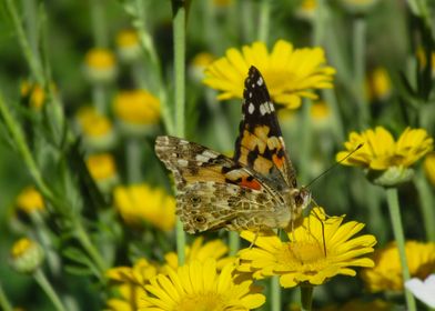 cute butterfly on a flower