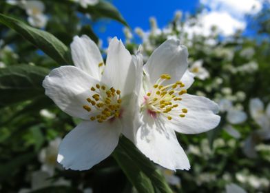 white blooming flowers