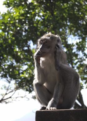 macaque portrait