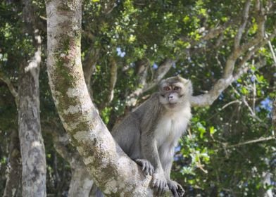 crabeating macaque