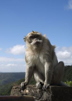 Macaque portrait 2