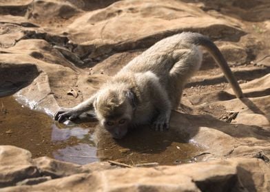 young macaque drinking 