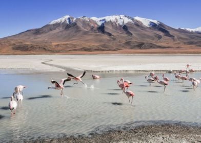 Bolivia Lagoons Landscape