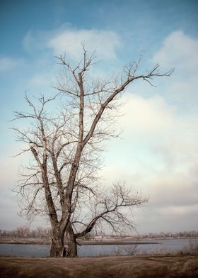 Bare Tree