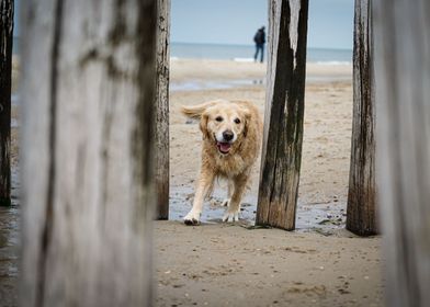 Dog run on the Beach 