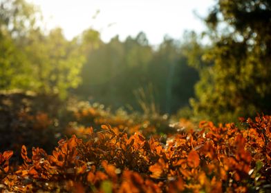 Sweden summer 