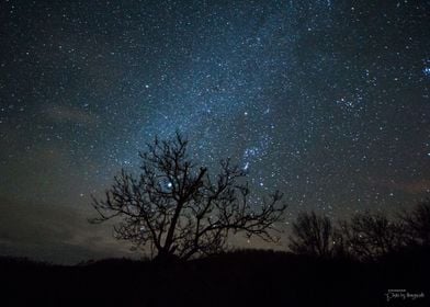 Tree and Stars