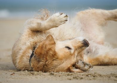 Dog on the Beach 