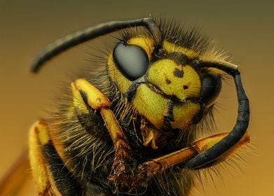 Yellowjacket Wasp