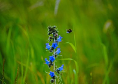 Flower with bee