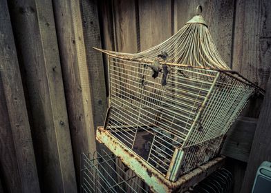 The forgotten bird cage