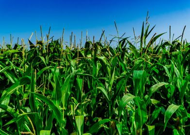 corn field