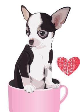 chihuahua