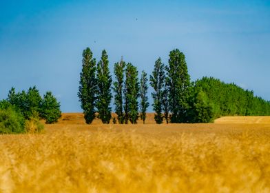 cornfield