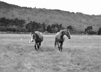 Horses Black and White