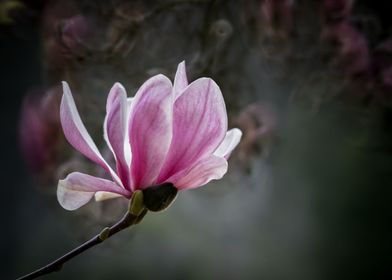 magnolia