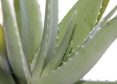 Aloes