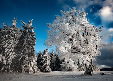 Winter in the black forest