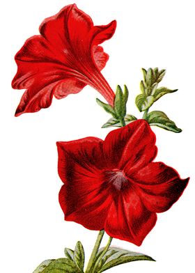 Crimson Petunia