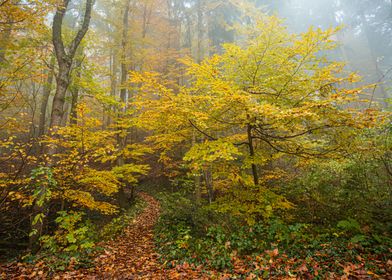 Autumn forest colours