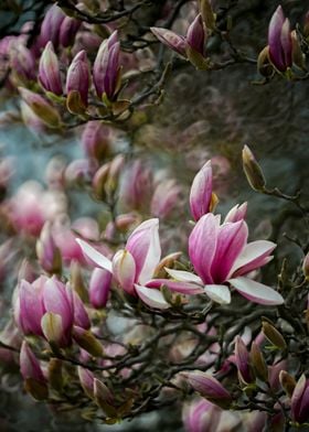 magnolia