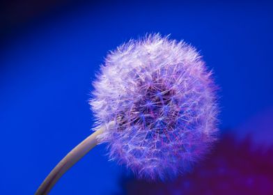 Dandelion seed head