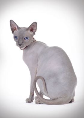 Canadian Sphynx cat