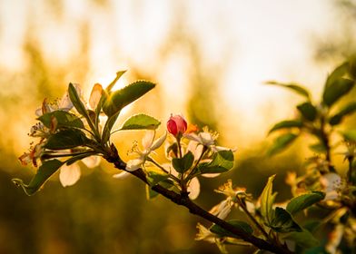 Blosssom apple tree