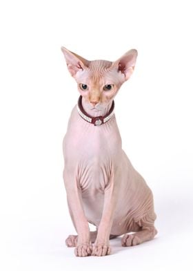 Canadian sphynx cat