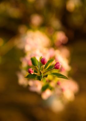 Apple Flower