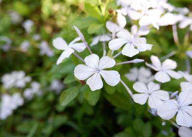 Beautiful Fresh Flower