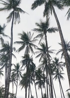 Palms Tree