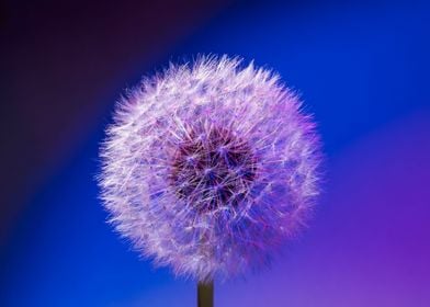 Single dandelion seed head