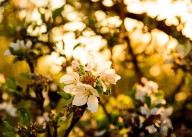 White flower apple tree