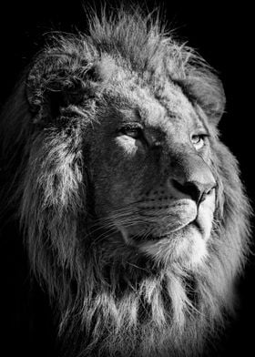 black lion king  poster  