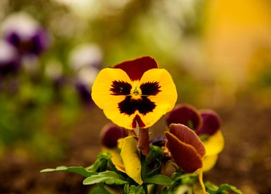 Pansy flower