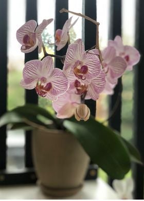 Orchidee