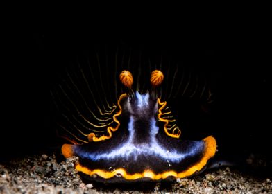 Nudibranch