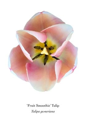 Fruit Smoothie Tulip