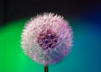 Dandelion head macro