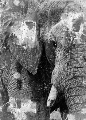 ELEPHANT PAINT SPLASH